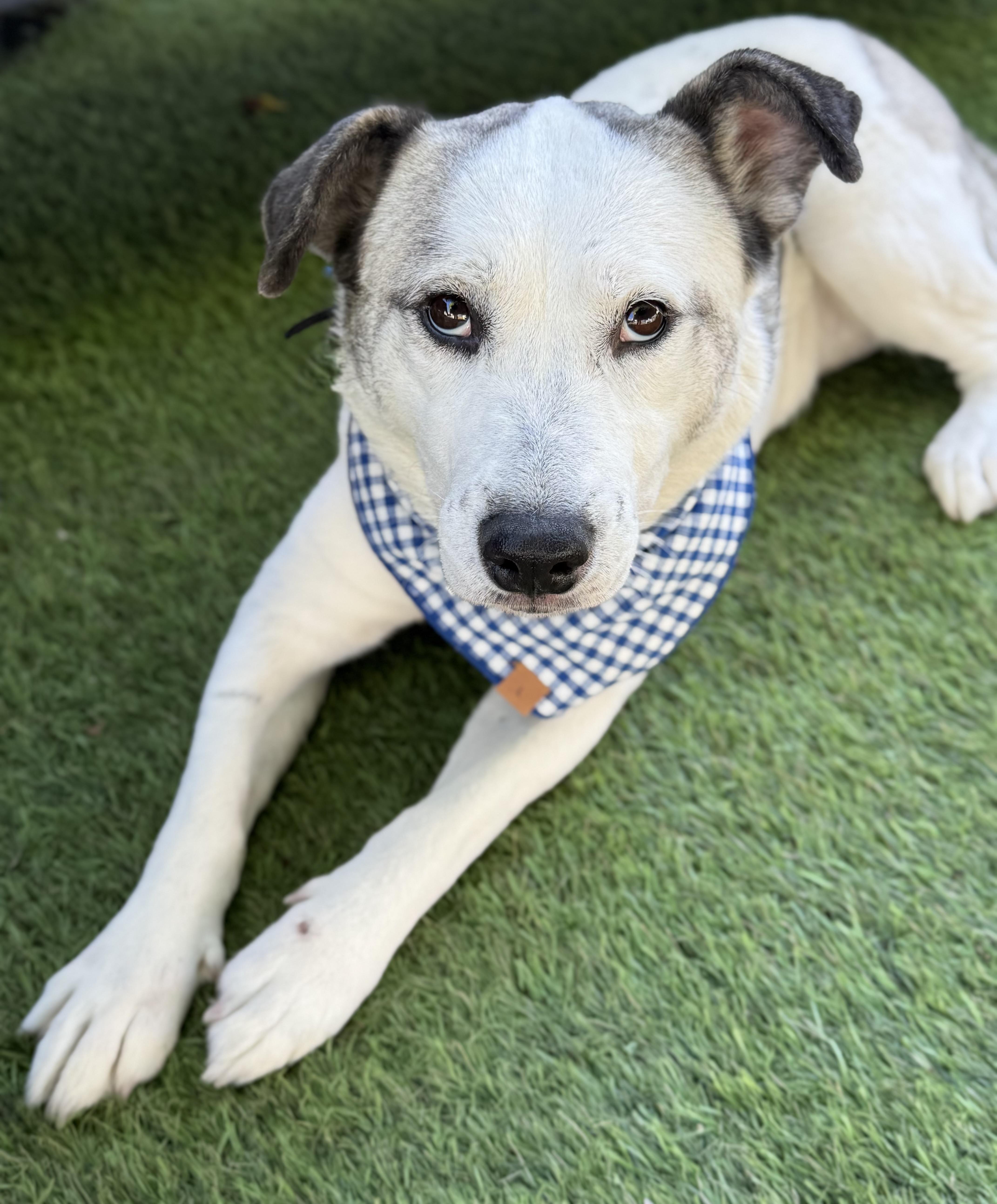 Enlarge Scallop, a Adoptable mixed breed in Los Angeles, CA image 4/5