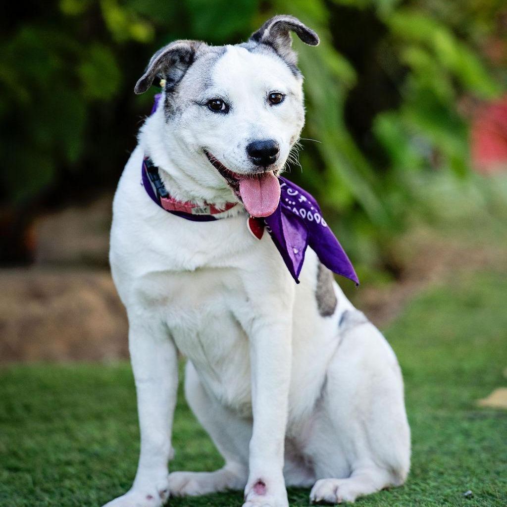 Enlarge Scallop, a Adoptable mixed breed in Los Angeles, CA image 2/6
