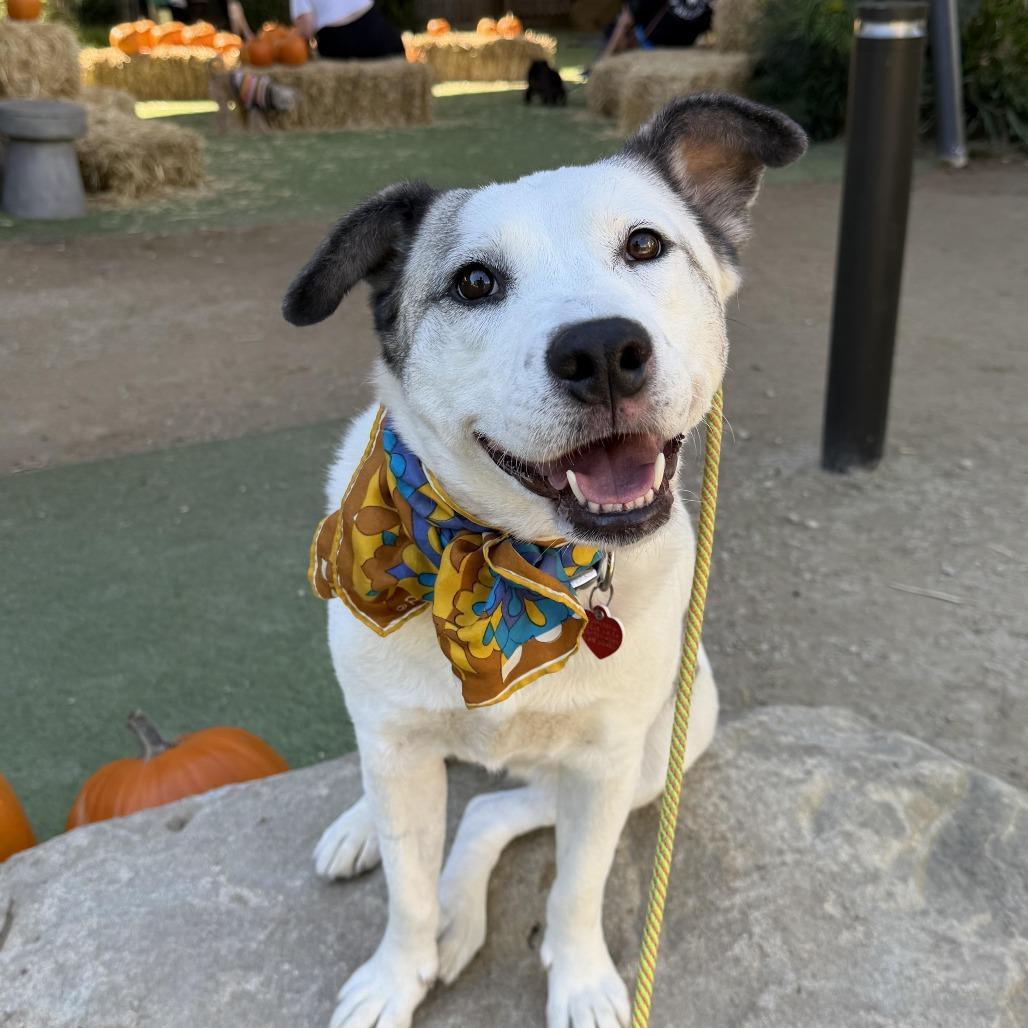 Enlarge Scallop, a Adoptable mixed breed in Los Angeles, CA image 2/5