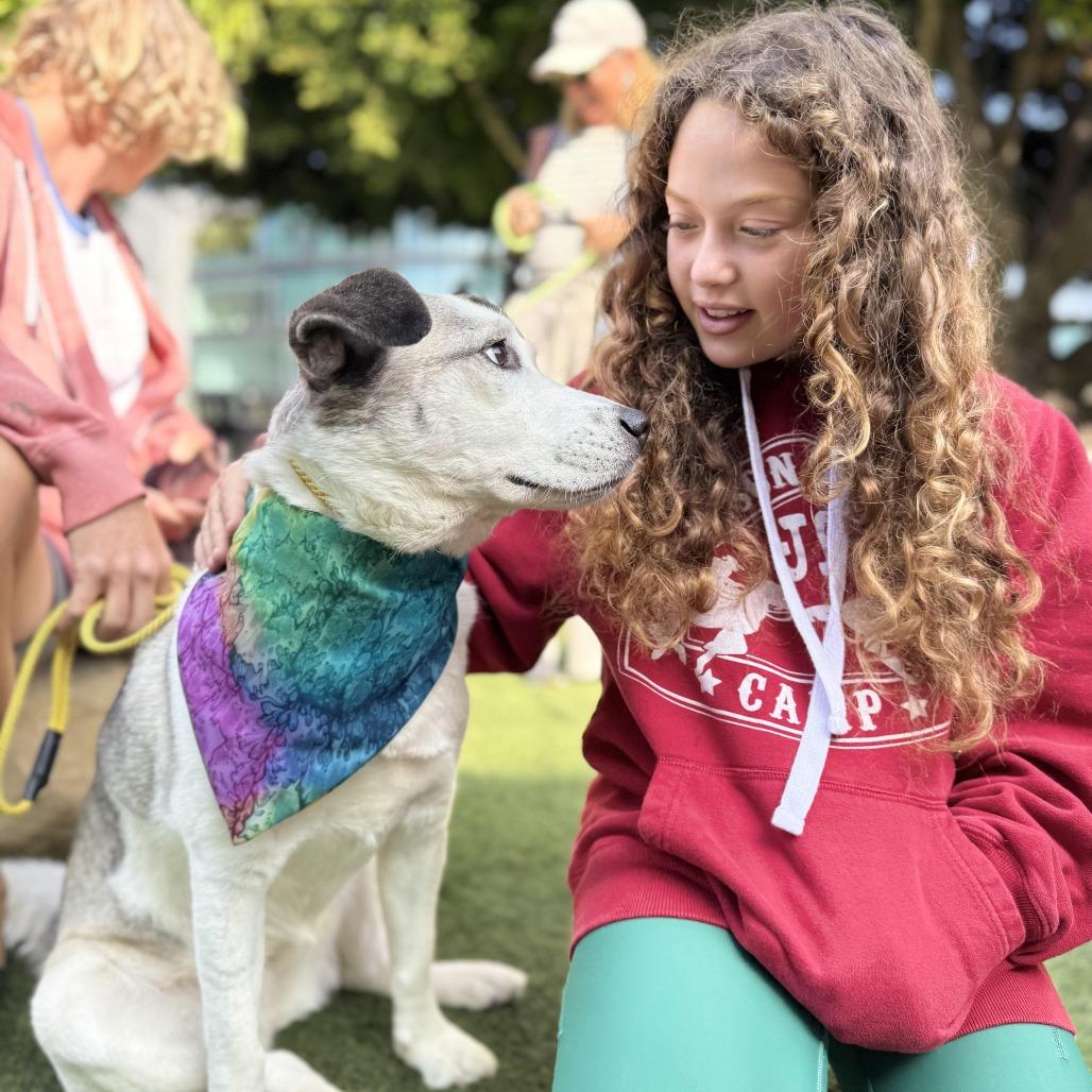 Enlarge Scallop, a Adoptable mixed breed in Los Angeles, CA image 4/6