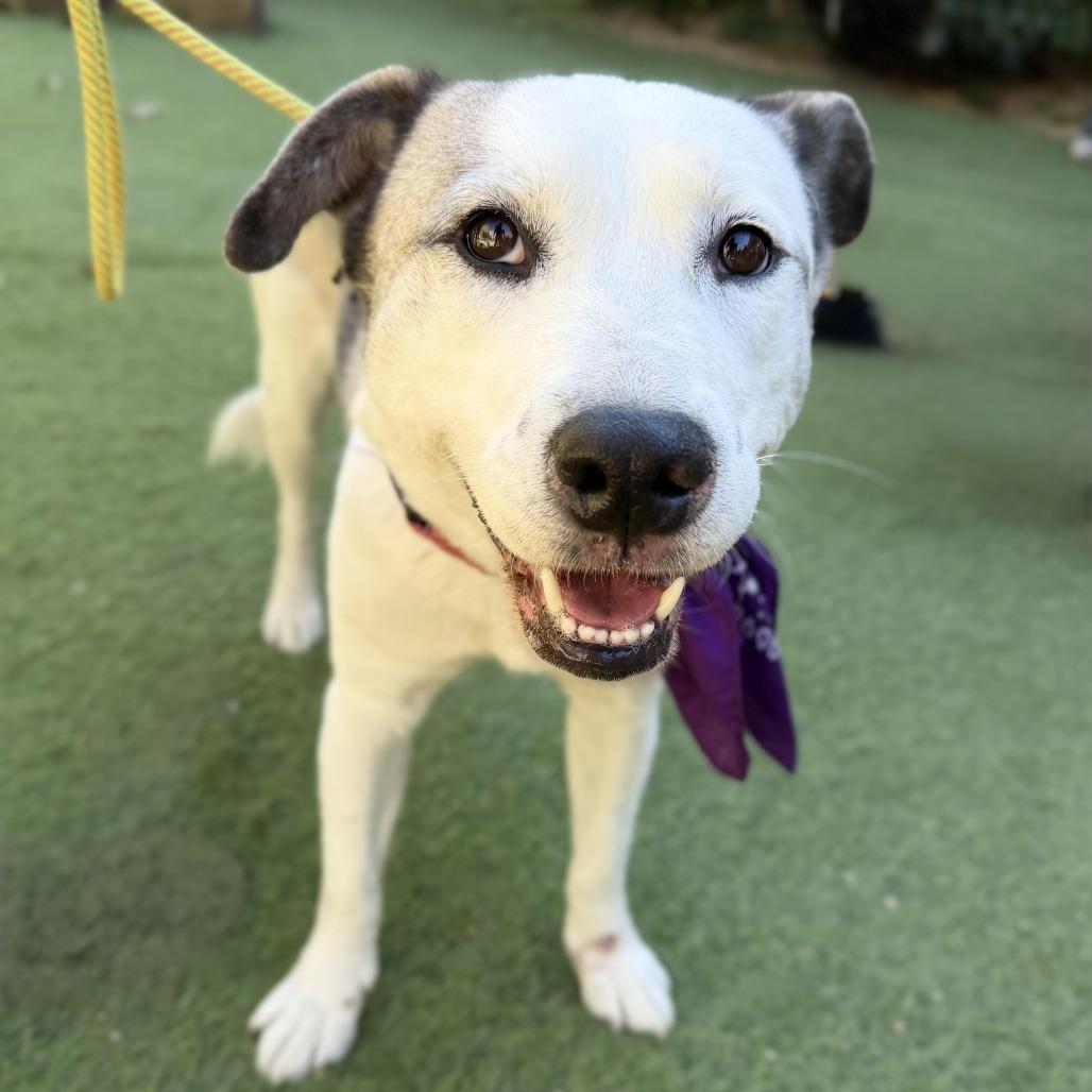 Enlarge Scallop, a Adoptable mixed breed in Los Angeles, CA image 5/6