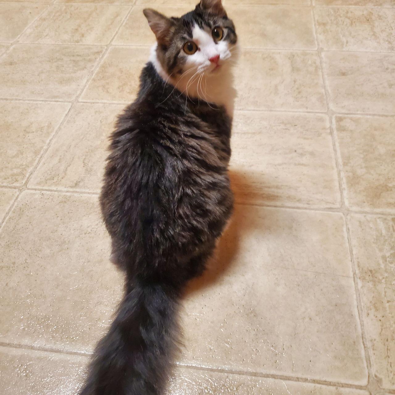 Nibs, Adopted, Kitten Male Domestic Medium Hair.