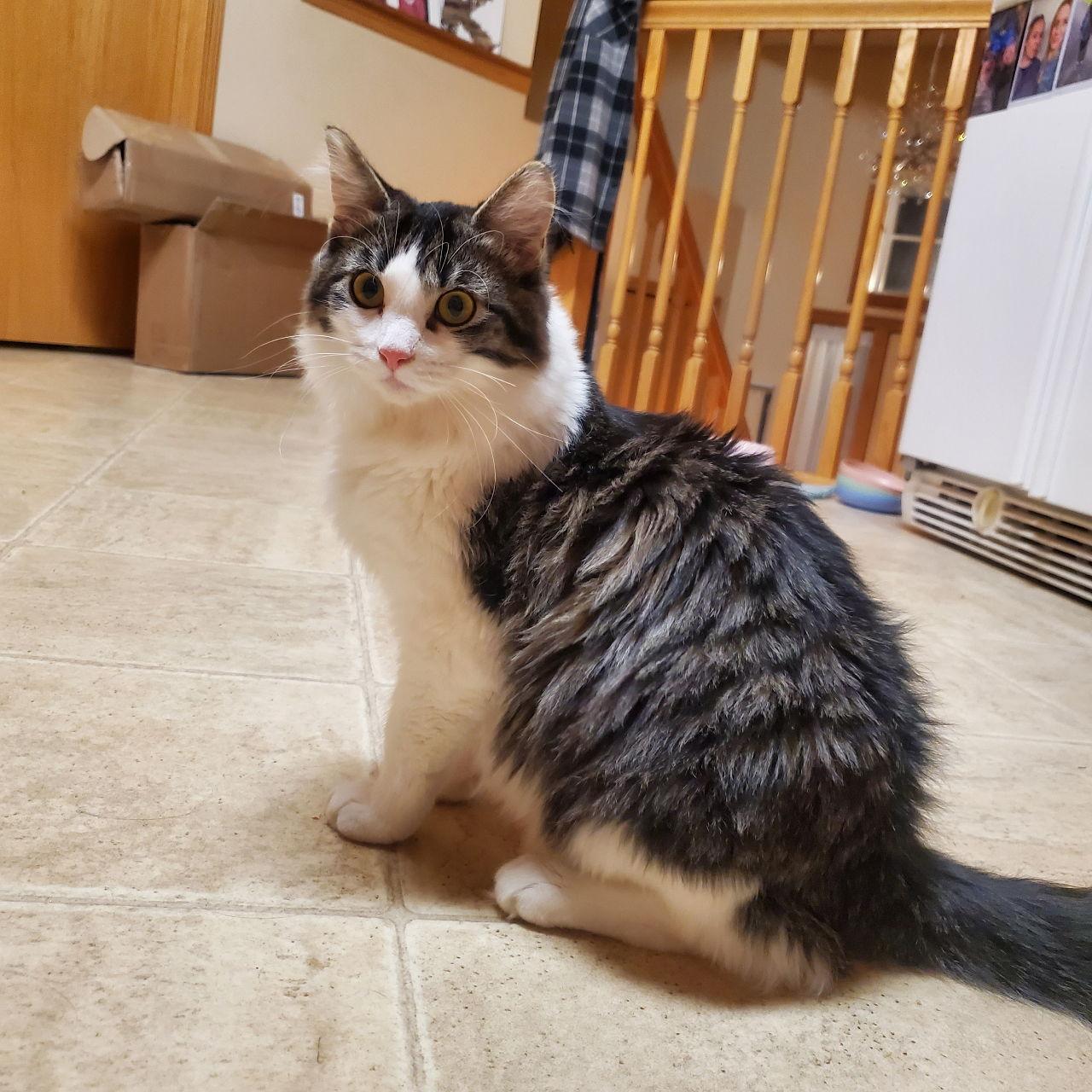 Enlarge Nibs, a Adopted Domestic Medium Hair in Forest Lake, MN image 2/3