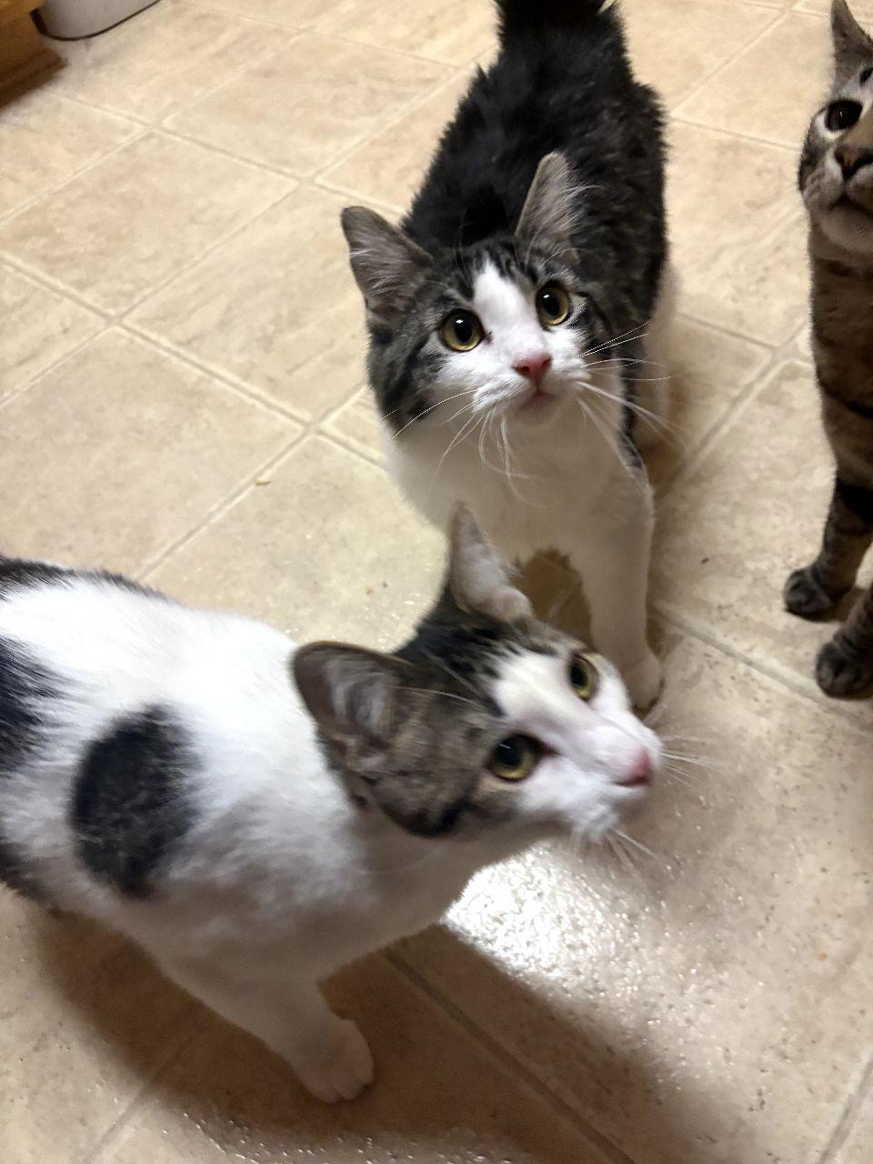 Enlarge Nibs, a Adopted Domestic Medium Hair in Forest Lake, MN image 3/3