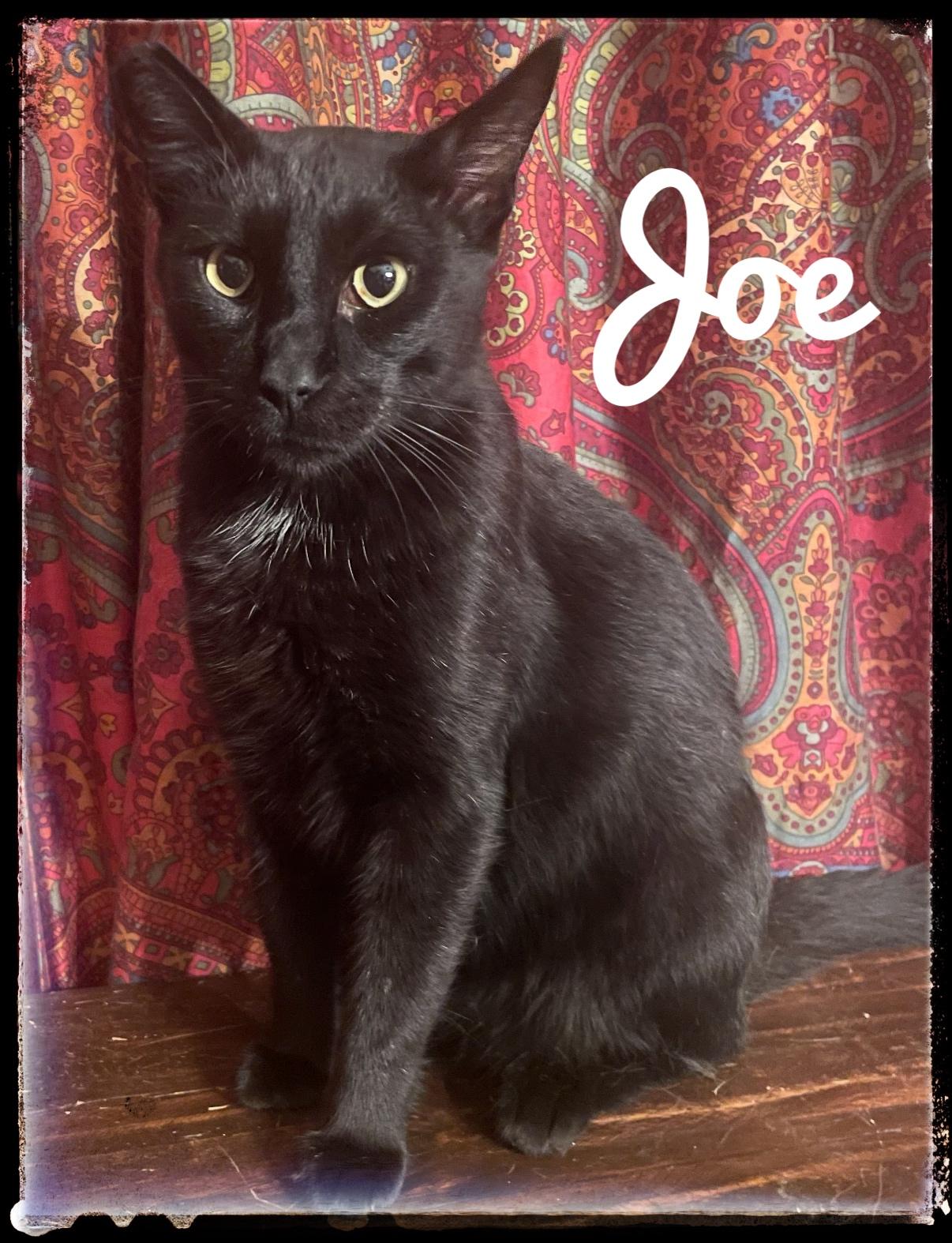 Joe, Adoptable, Adult Male Domestic Short Hair.