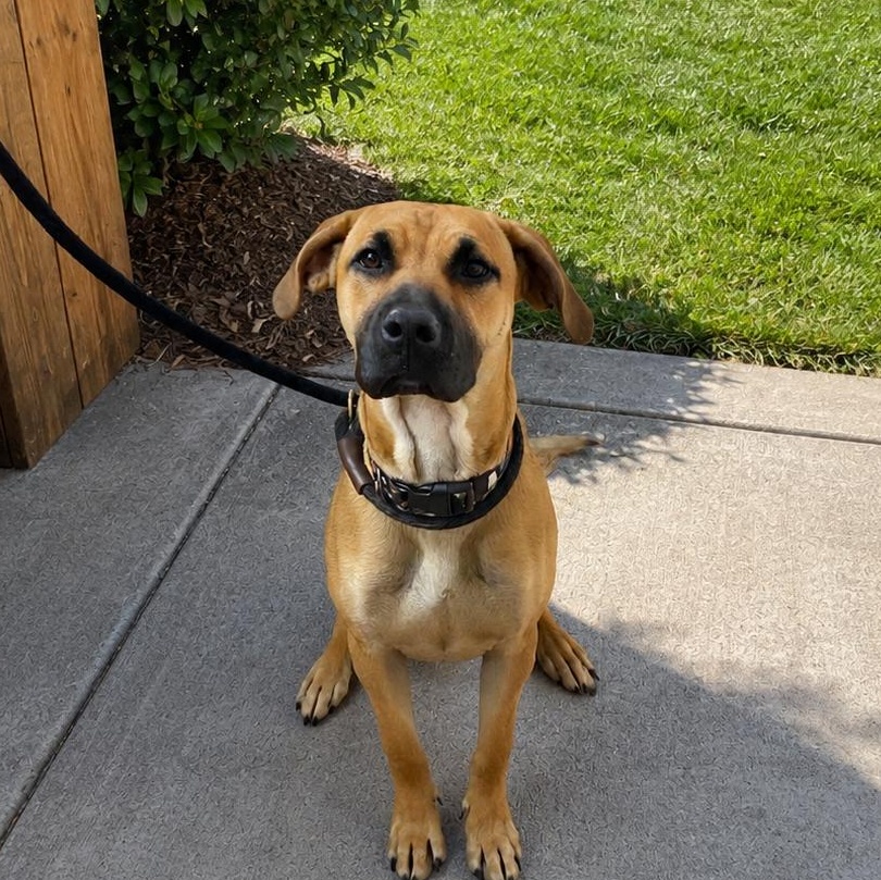Canyon, ADOPTABLE, Young Female Mastiff.
