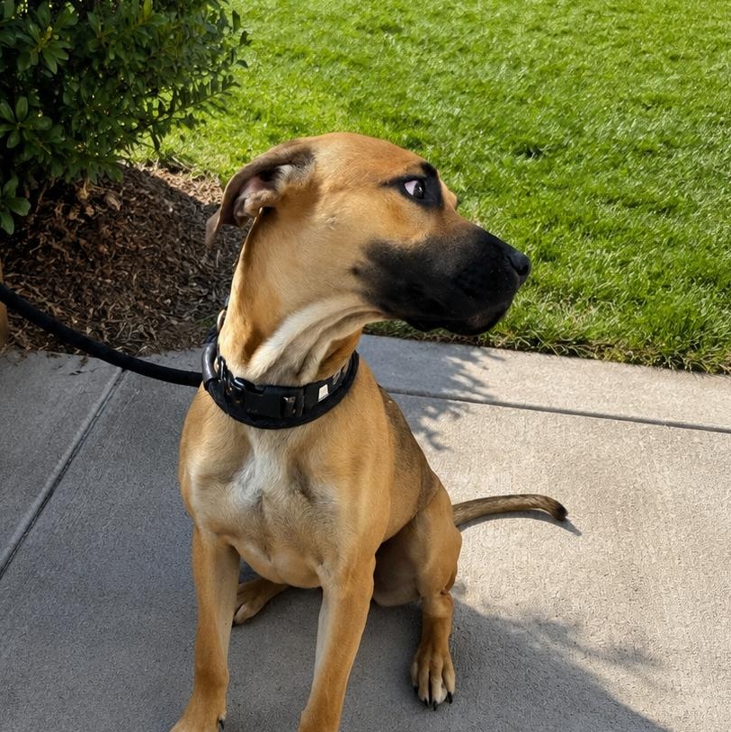 Canyon, a ADOPTABLE Mastiff in Choteau, MT image 2/2