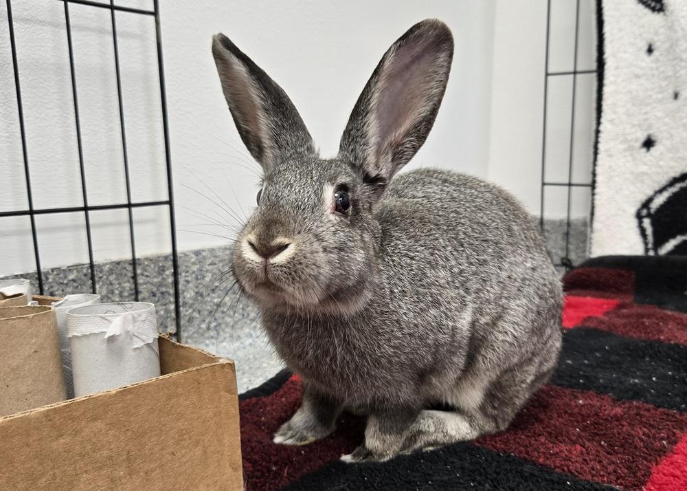 Enlarge Sketch, a Adoptable Bunny Rabbit in Westford, MA image 1/6