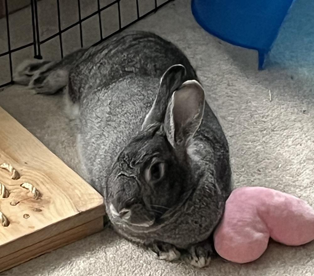 Enlarge Sketch, a Adoptable Bunny Rabbit in Westford, MA image 1/6