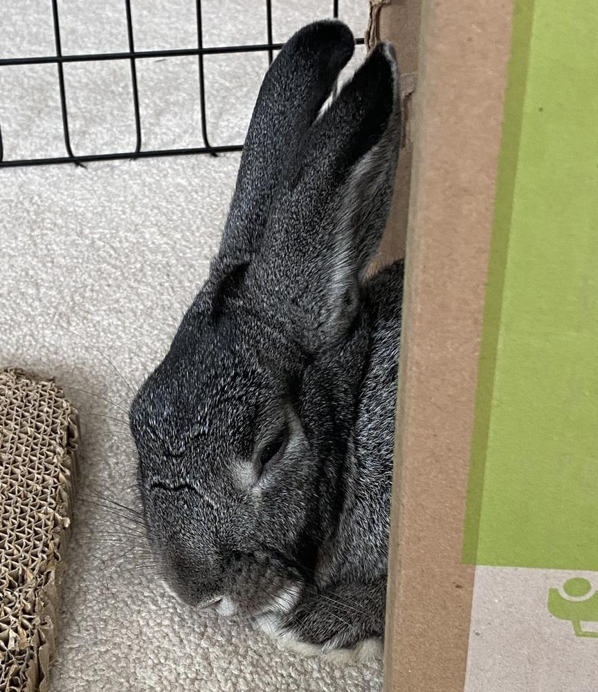 Enlarge Sketch, a Adoptable Bunny Rabbit in Westford, MA image 2/6