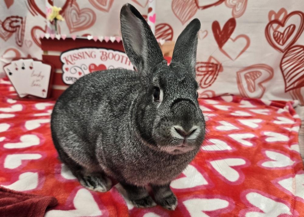 Enlarge Sketch, a Adoptable Bunny Rabbit in Westford, MA image 2/6