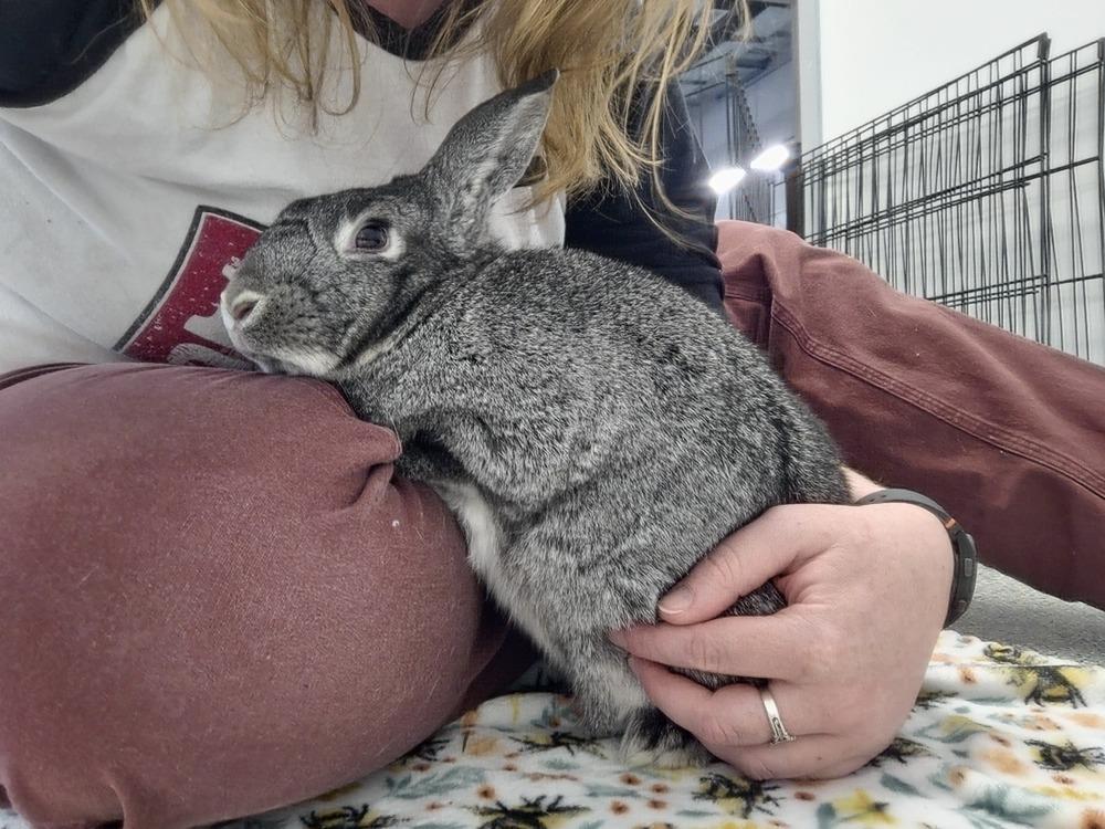 Enlarge Sketch, a Adoptable Bunny Rabbit in Westford, MA image 3/6