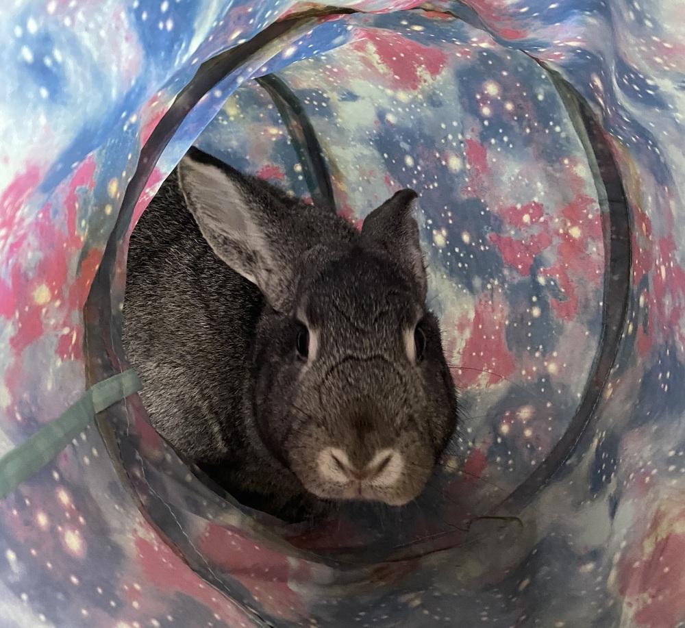 Enlarge Sketch, a Adoptable Bunny Rabbit in Westford, MA image 4/6