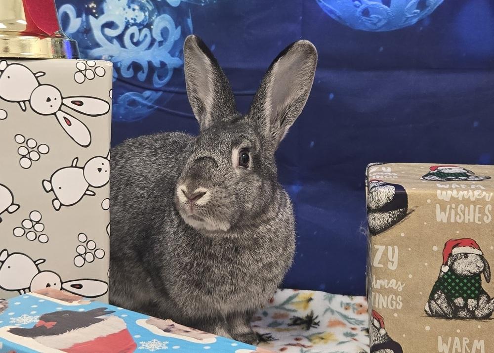 Sketch, Adoptable, Young Female Bunny Rabbit.