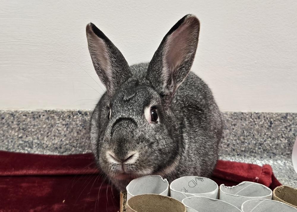 Enlarge Sketch, a Adoptable Bunny Rabbit in Westford, MA image 3/6