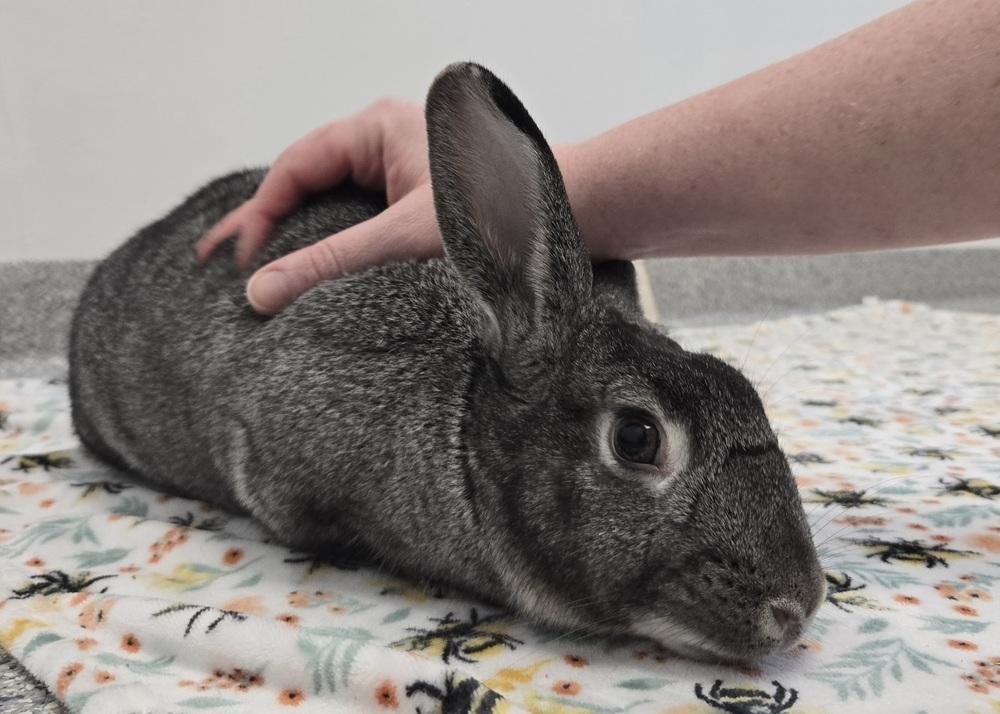 Enlarge Sketch, a Adoptable Bunny Rabbit in Westford, MA image 4/6