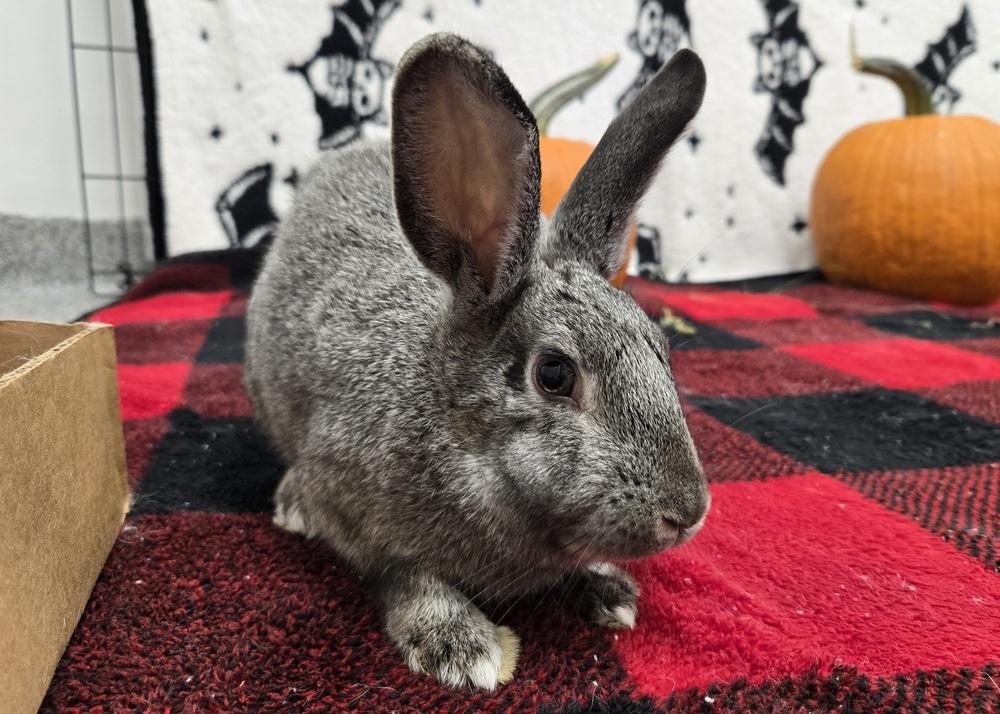 Enlarge Sketch, a Adoptable Bunny Rabbit in Westford, MA image 2/6