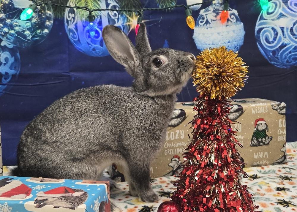 Enlarge Sketch, a Adoptable Bunny Rabbit in Westford, MA image 3/6