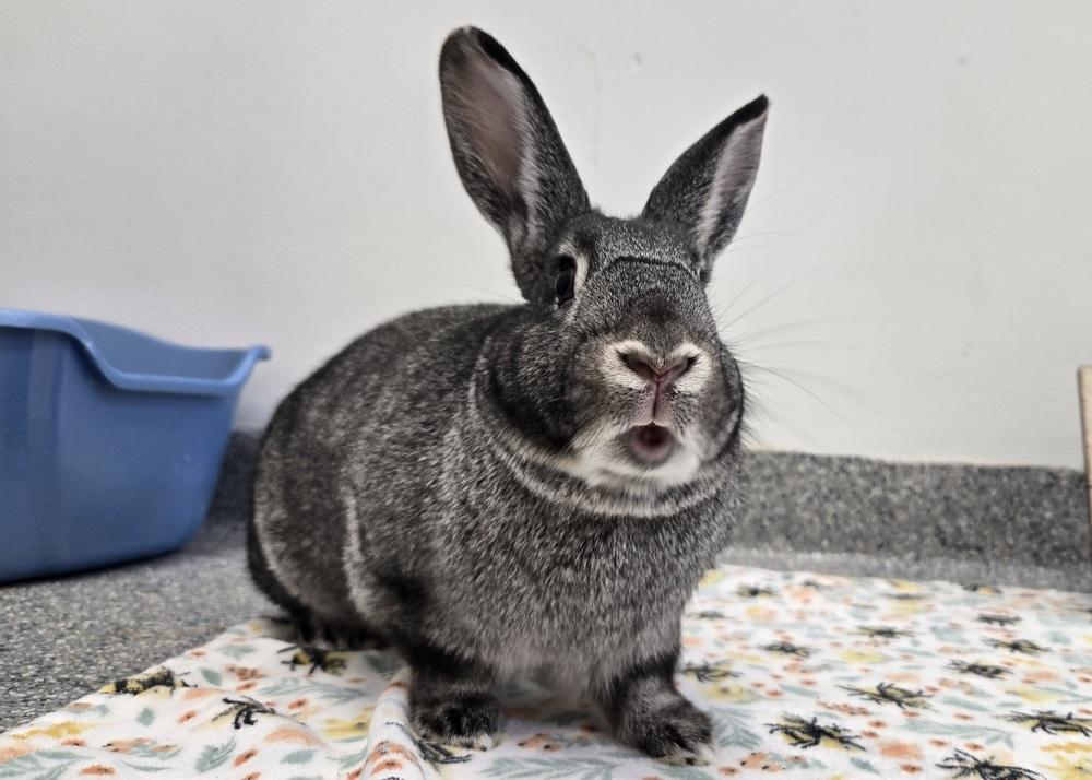 Enlarge Sketch, a Adoptable Bunny Rabbit in Westford, MA image 5/6