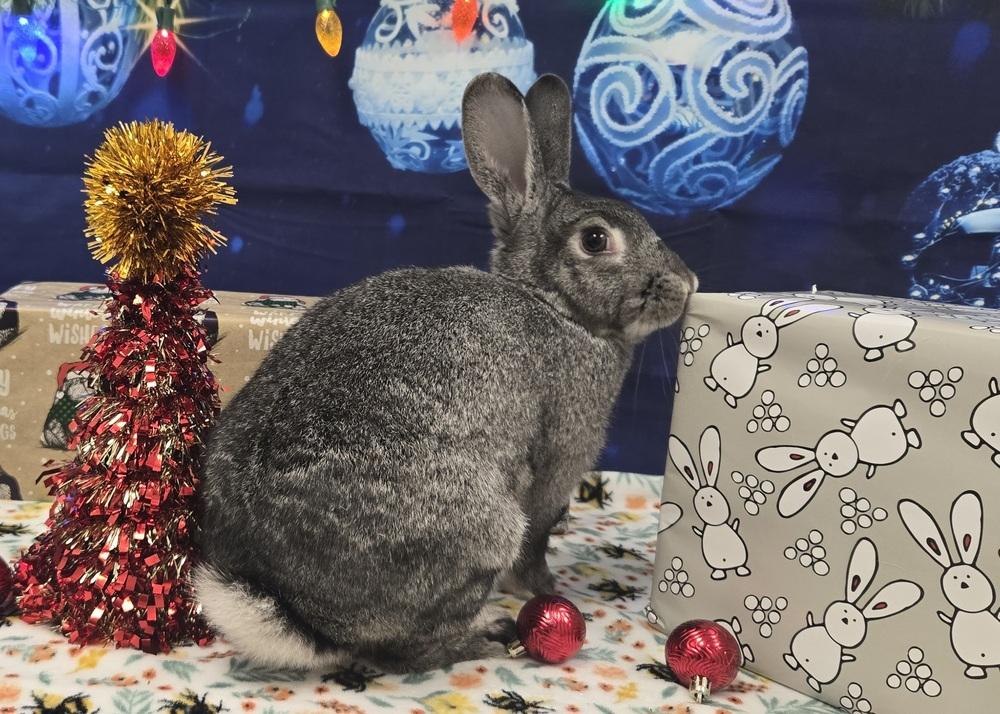 Enlarge Sketch, a Adoptable Bunny Rabbit in Westford, MA image 4/6
