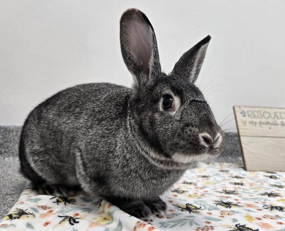 Enlarge Sketch, a Adoptable Bunny Rabbit in Westford, MA image 6/6