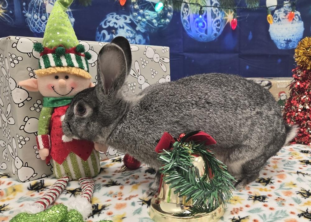 Enlarge Sketch, a Adoptable Bunny Rabbit in Westford, MA image 5/6