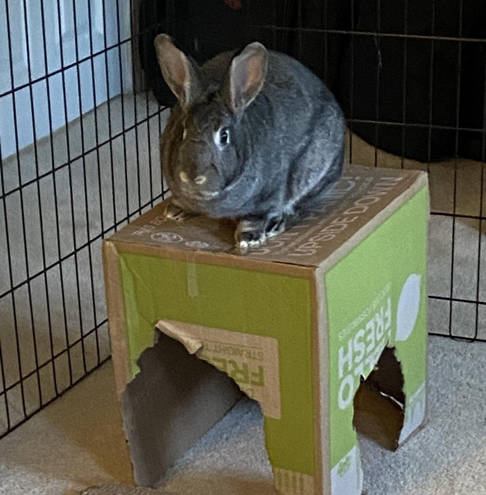 Enlarge Sketch, a Adoptable Bunny Rabbit in Westford, MA image 5/6
