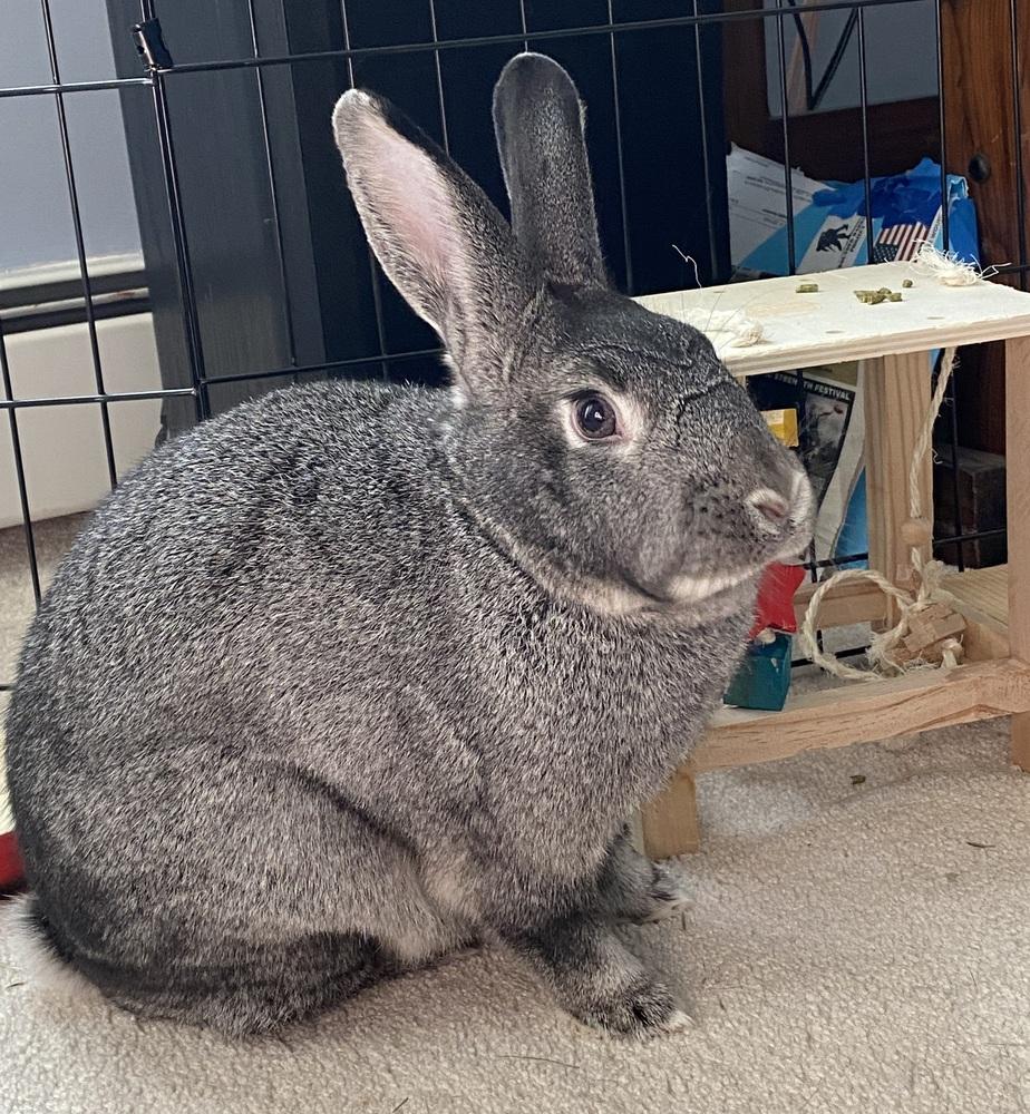 Enlarge Sketch, a Adoptable Bunny Rabbit in Westford, MA image 6/6