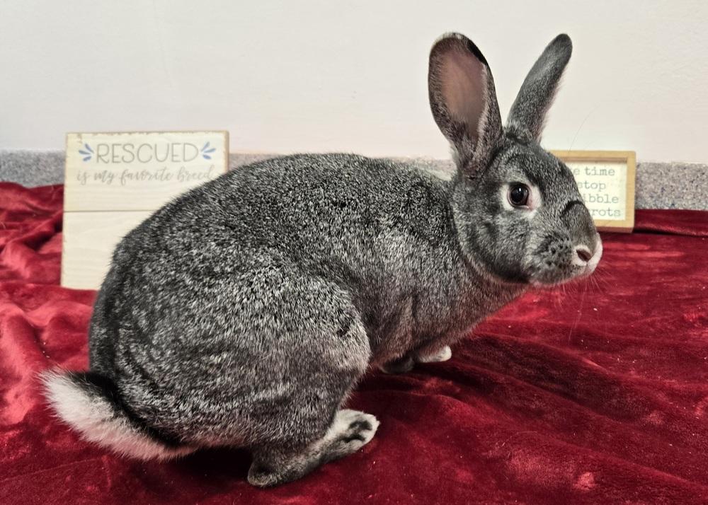 Enlarge Sketch, a Adoptable Bunny Rabbit in Westford, MA image 5/6