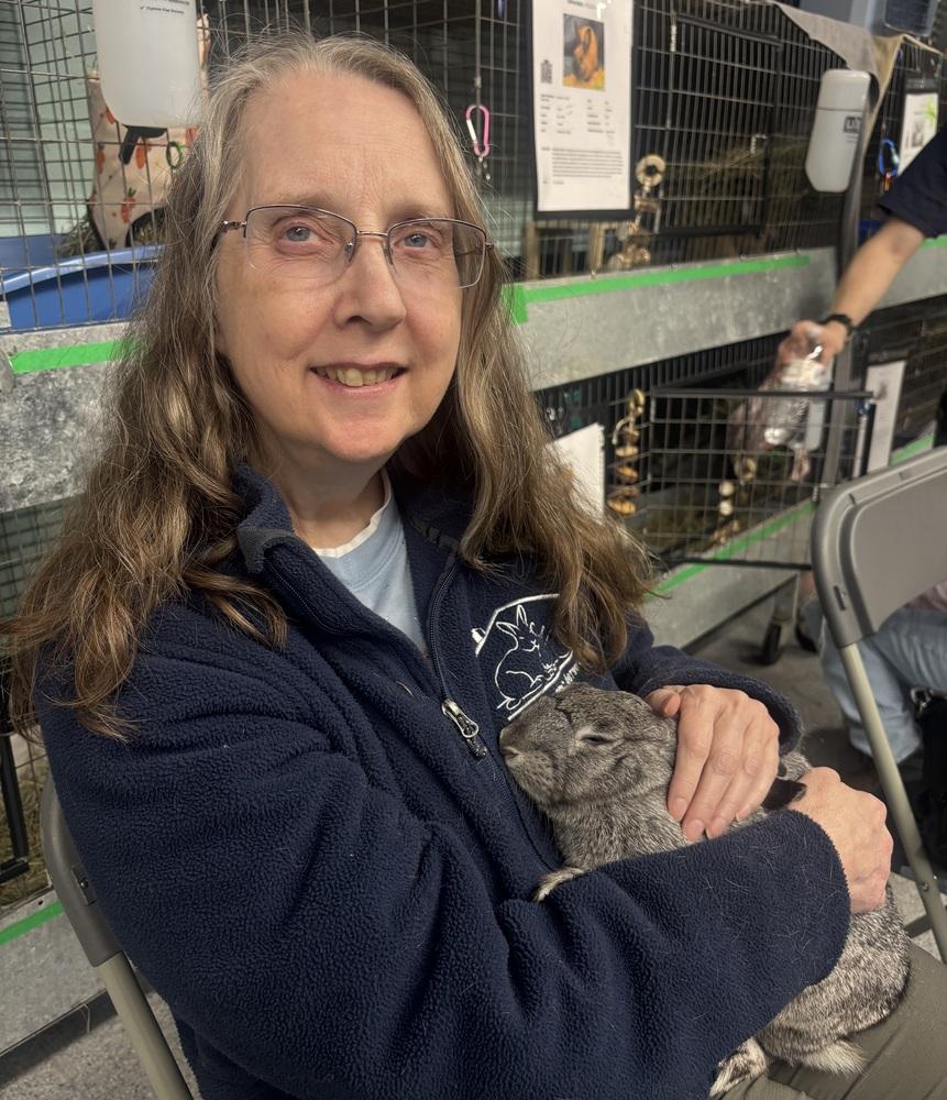 Enlarge Sketch, a Adoptable Bunny Rabbit in Westford, MA image 4/6