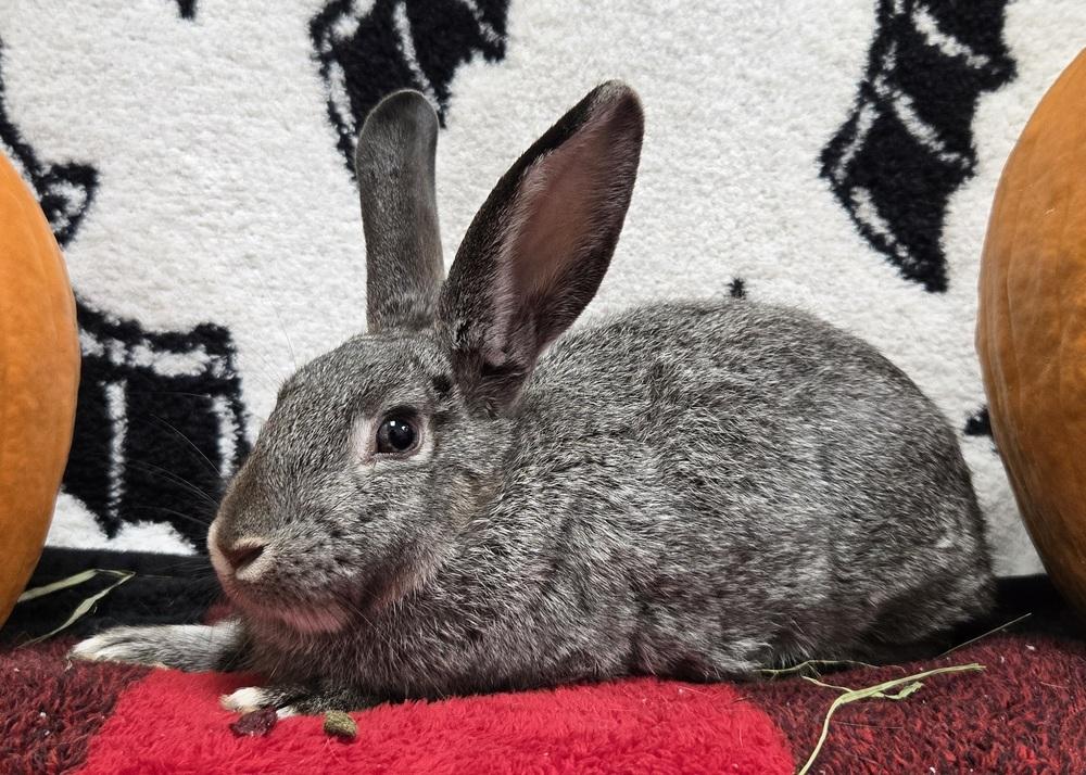 Enlarge Sketch, a Adoptable Bunny Rabbit in Westford, MA image 6/6