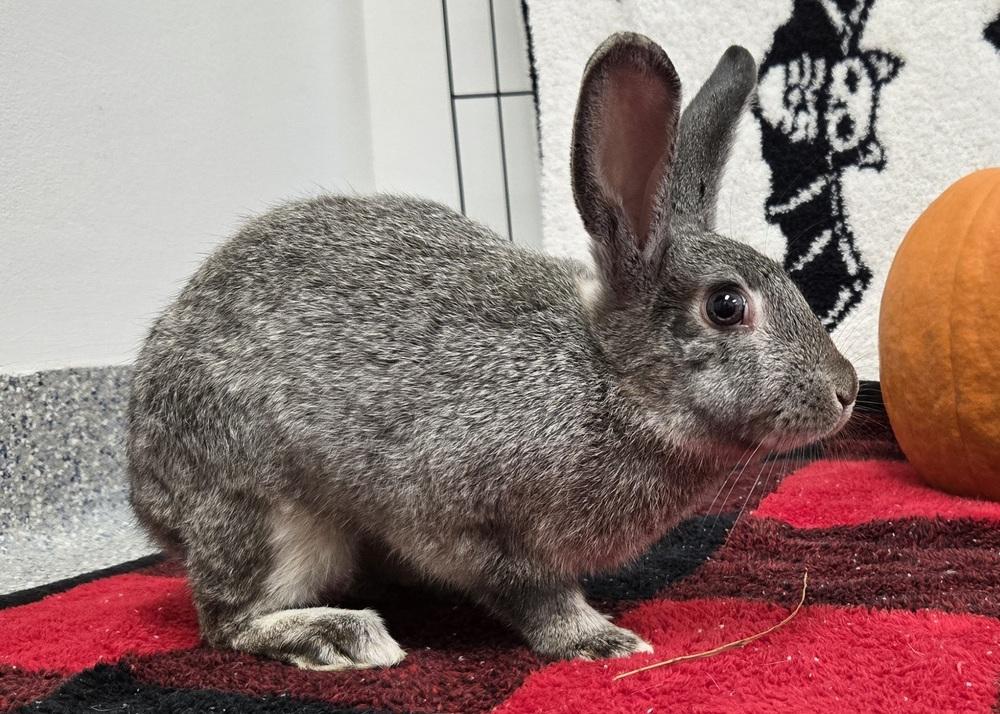 Enlarge Sketch, a Adoptable Bunny Rabbit in Westford, MA image 6/6