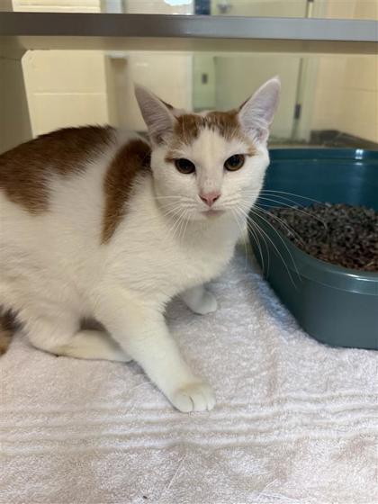 Enlarge Scorpio, a Adoptable mixed breed in Hutchinson, KS image 1/1