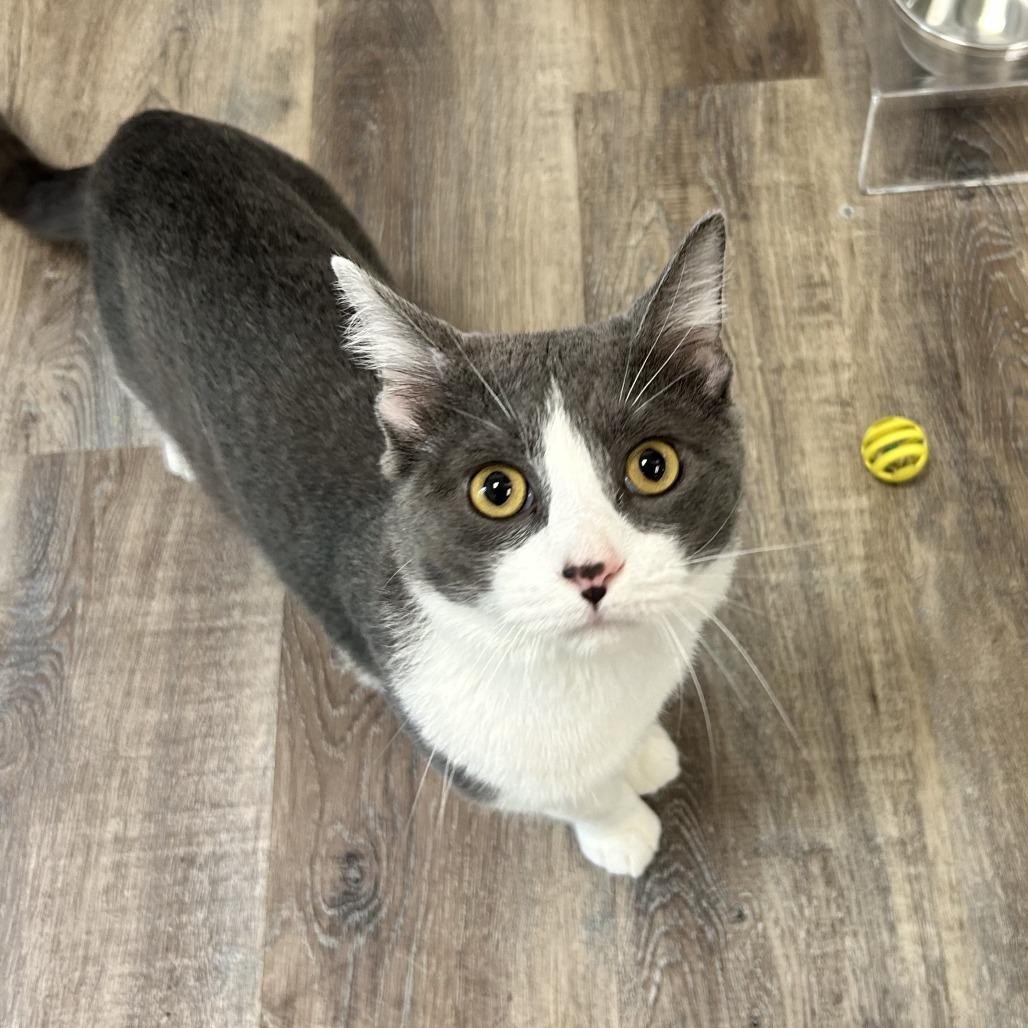 Carter, Adoptable, Adult Male Domestic Short Hair.