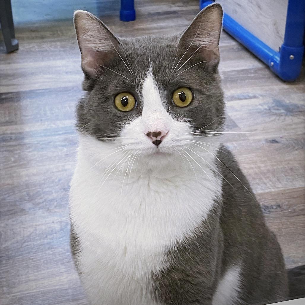 Enlarge Carter, a Adoptable Domestic Short Hair in Huntsville, AL image 2/2