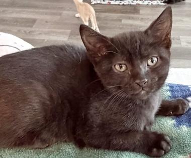 Woodstock W, an adopted Domestic Short Hair in Fair Oaks, CA image 3/3