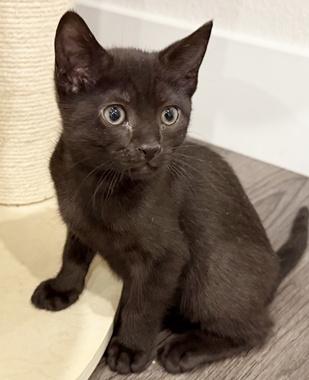 Woodstock W, adopted, Kitten Male Domestic Short Hair.