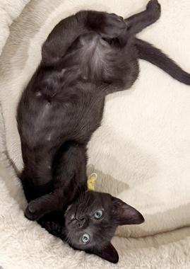 Woodstock W, an adopted Domestic Short Hair in Fair Oaks, CA image 2/3