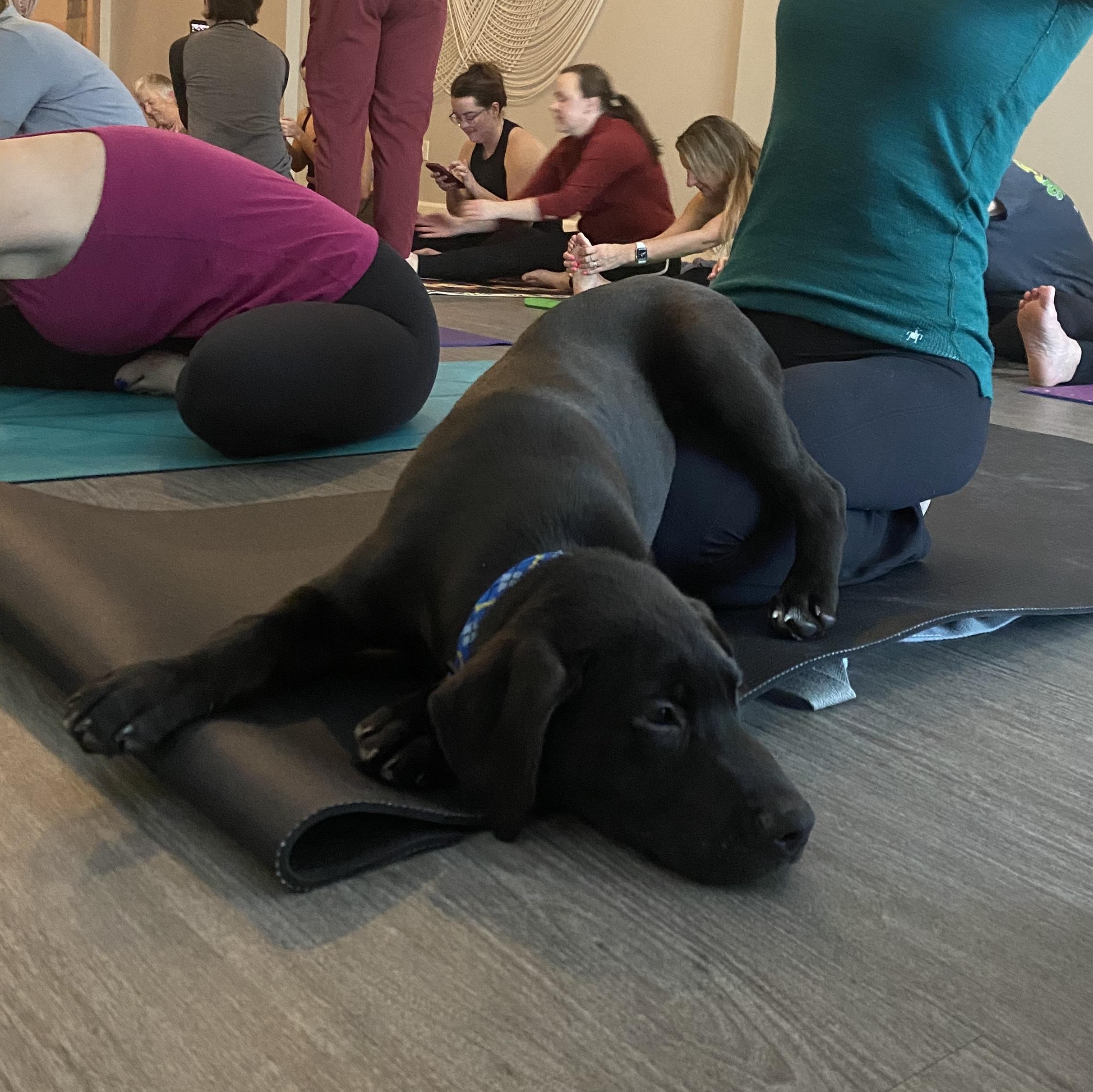 Enlarge Jolly, an adopted mixed breed in Lake Odessa, MI image 4/6