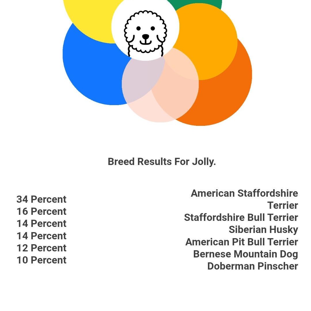 Enlarge Jolly, an adopted mixed breed in Lake Odessa, MI image 6/6