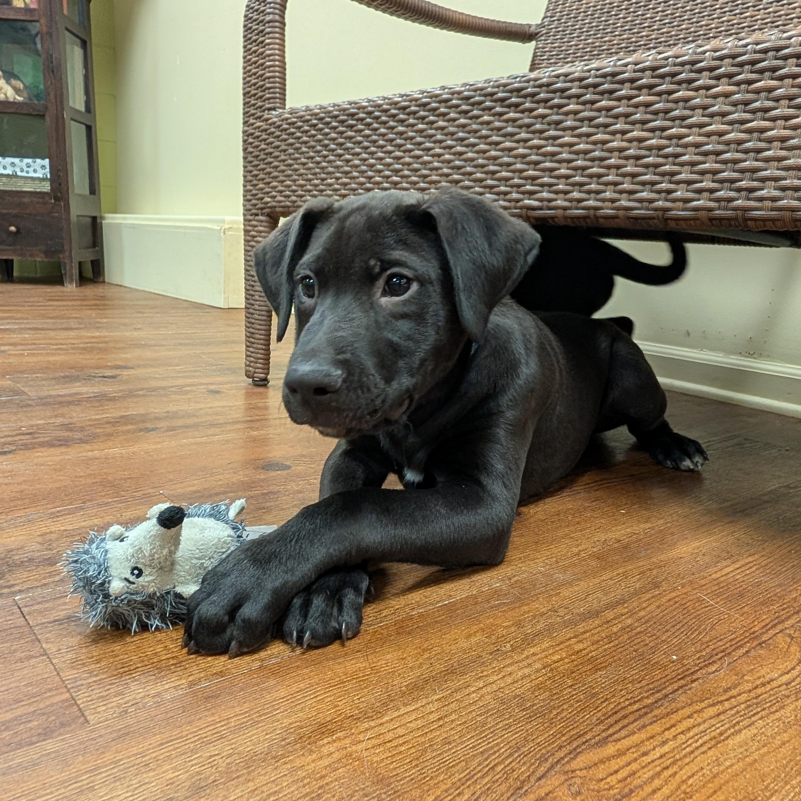 Enlarge Jolly, an adopted mixed breed in Lake Odessa, MI image 2/6