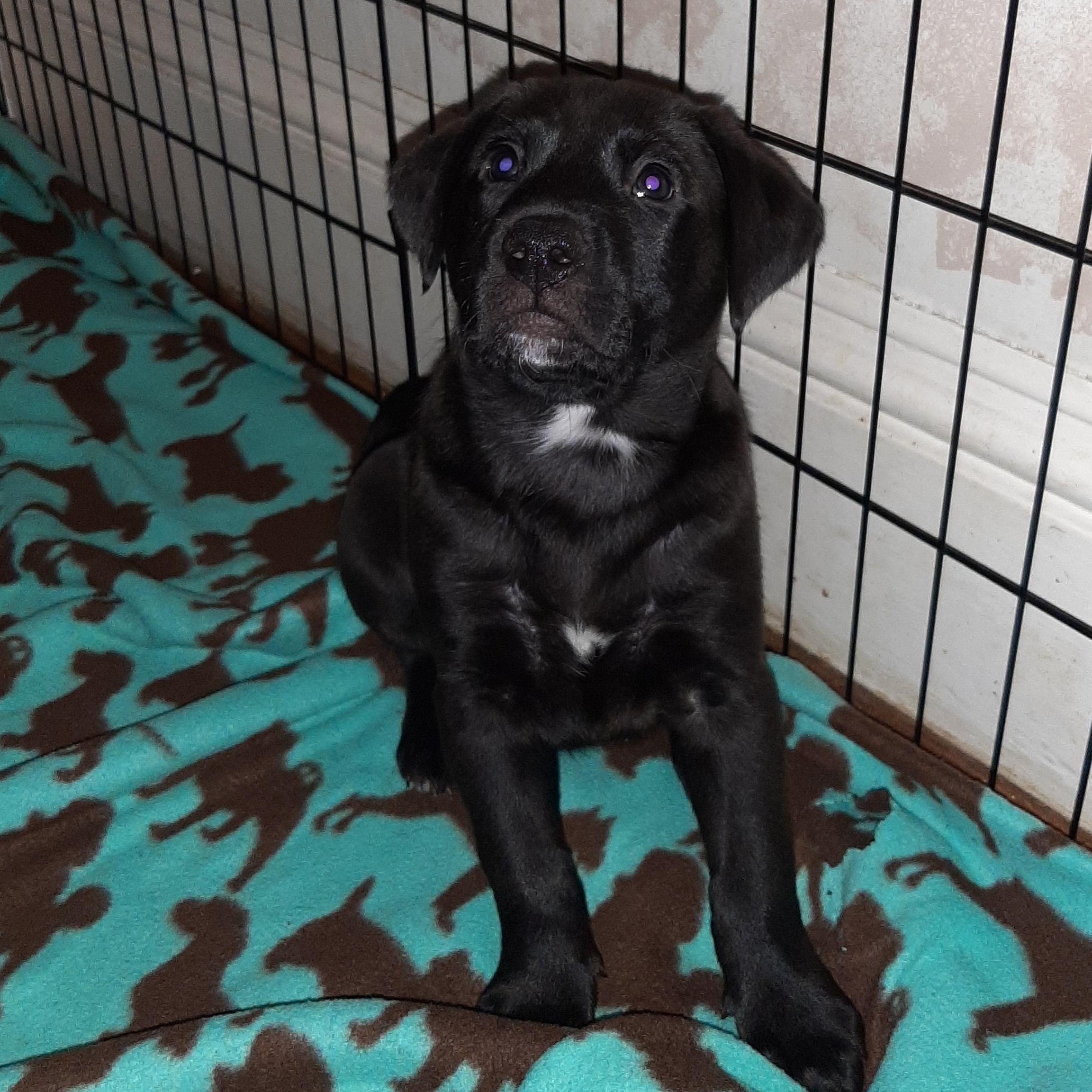 Enlarge Jolly, an adopted mixed breed in Lake Odessa, MI image 5/6