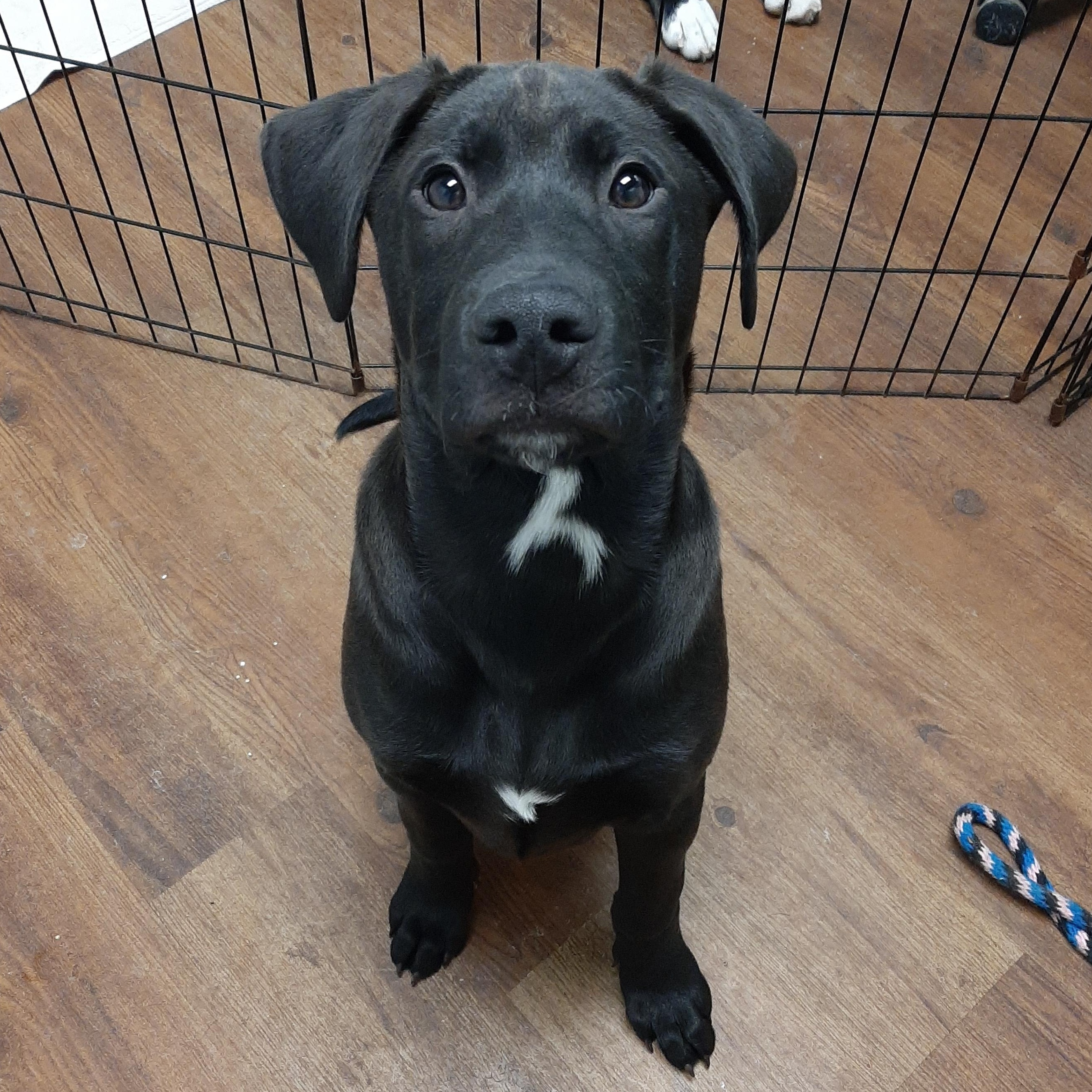 Enlarge Jolly, an adopted mixed breed in Lake Odessa, MI image 1/6