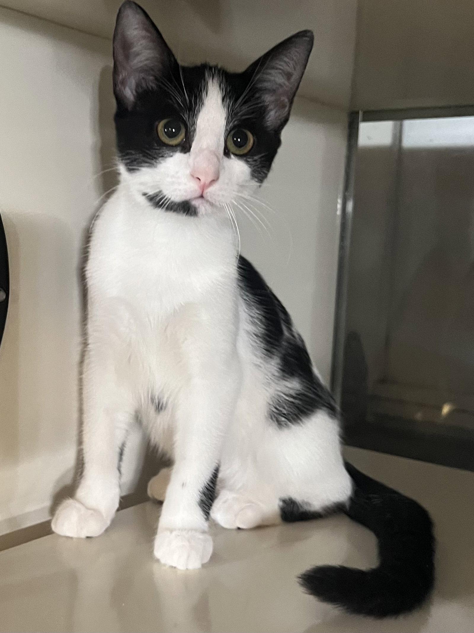 Enlarge Gin, a Adoptable Domestic Short Hair in Hammond, LA image 1/1