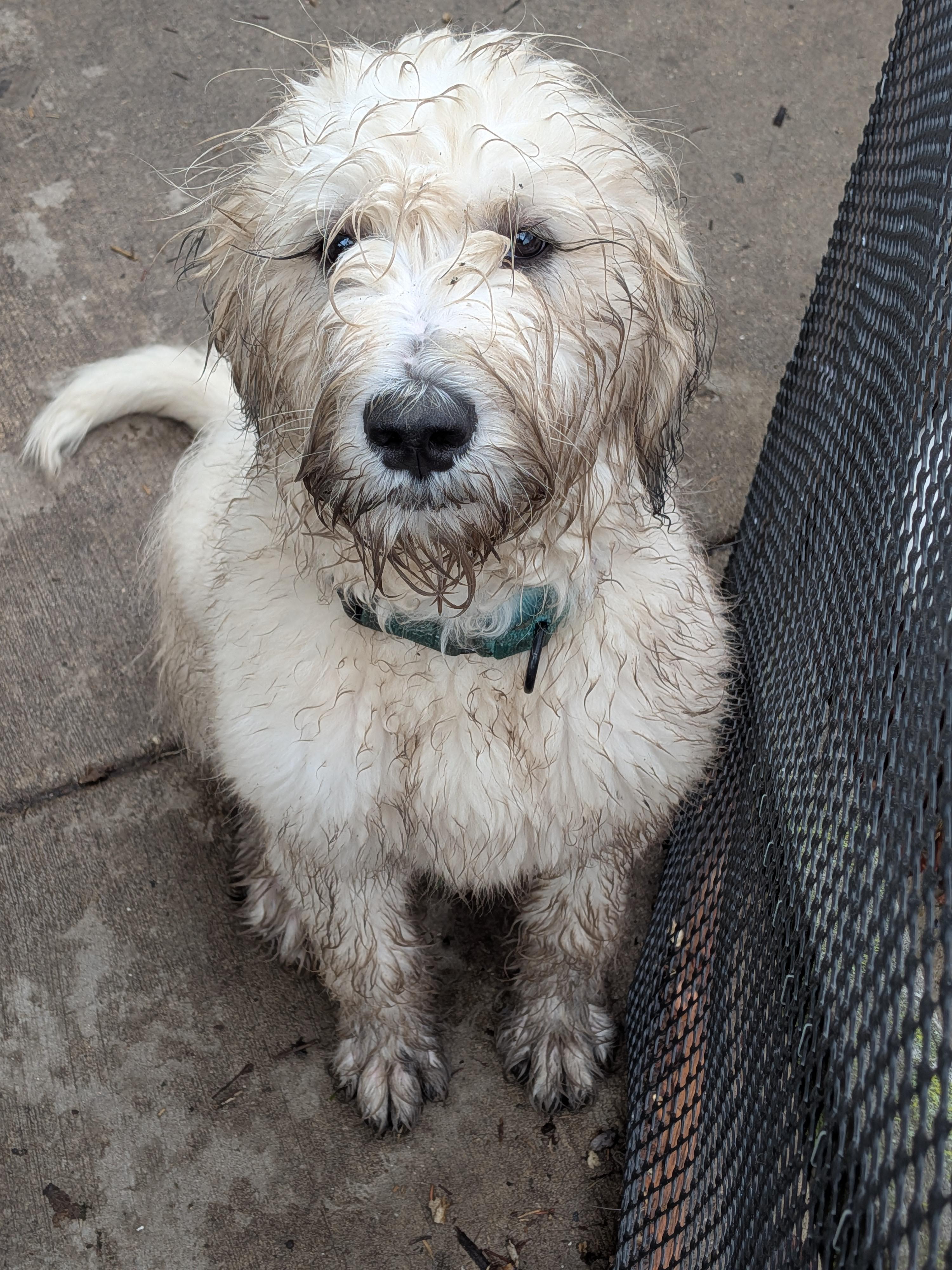 Lenore, a ADOPTABLE Mixed Breed in Kenosha, WI image 3/3