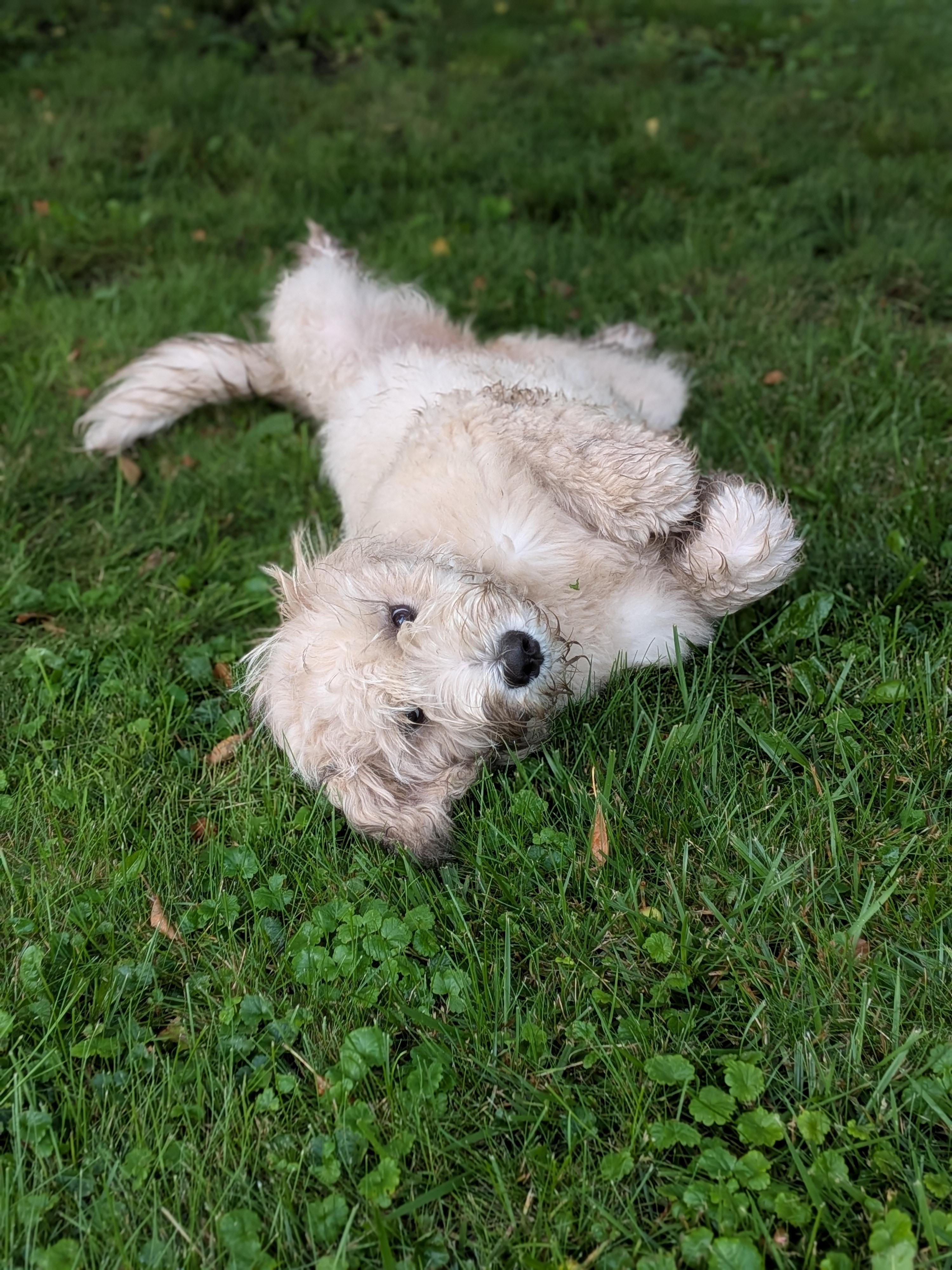 Lenore, a ADOPTABLE Mixed Breed in Kenosha, WI image 1/3
