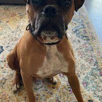 Enlarge Franklin, a Adoptable Boxer in Davis, CA image 2/4