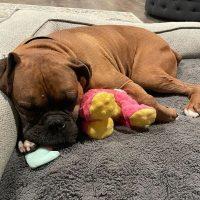 Enlarge Franklin, a Adoptable Boxer in Davis, CA image 3/4