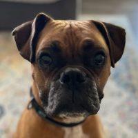 Enlarge Franklin, a Adoptable Boxer in Davis, CA image 1/4