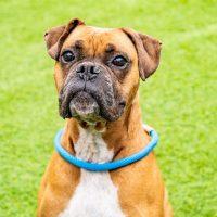 Enlarge Franklin, a Adoptable Boxer in Davis, CA image 4/4